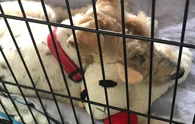A rescued Wire Fox Terrier snuggles with a stuffed toy.