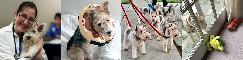 From left to right: A Vet shows a Wire Fox Terrier some love; the cone of shame; A group of WFTs are leashed up for a walk; A WFT peers through a window at toys.