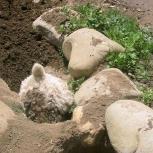 Dig, baby, dig!