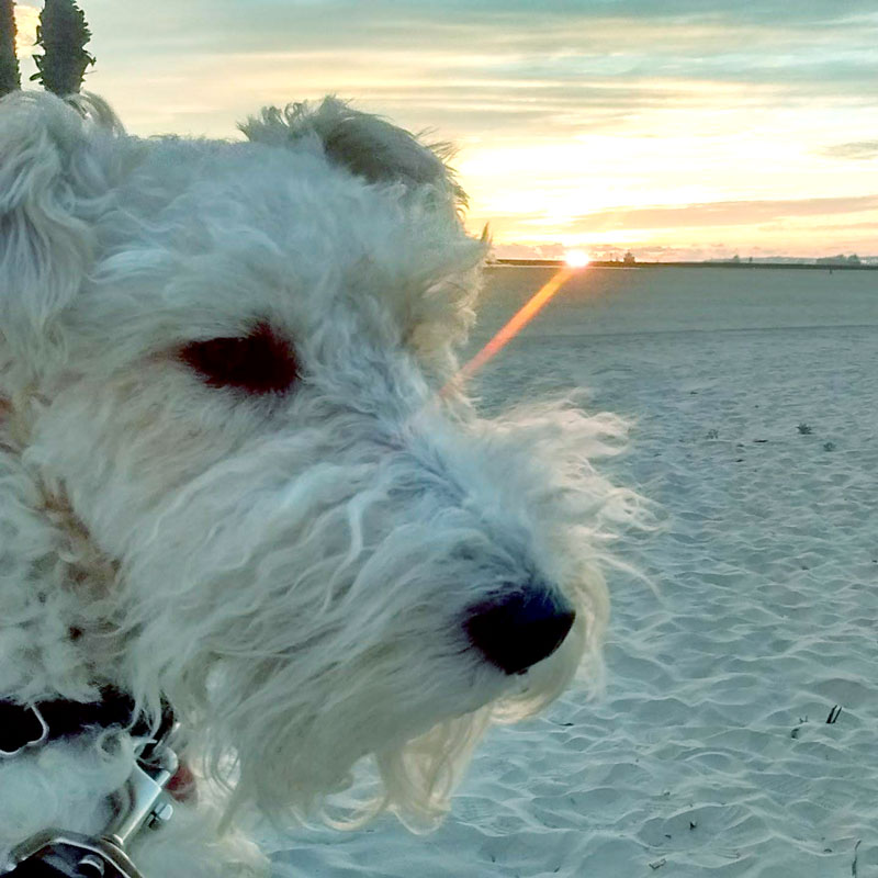 Many happy families have discovered the wonder of owning a Wire Fox Terrier. But they take work!